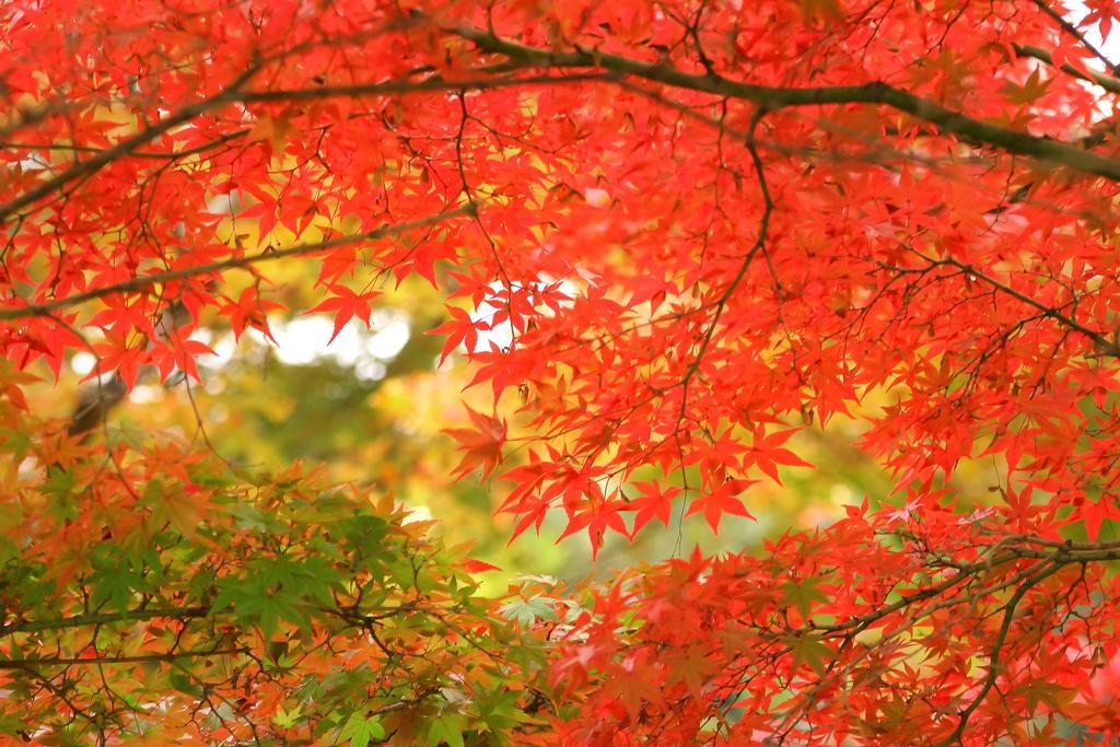 Tensui Saryo Hakone Ngoại thất bức ảnh